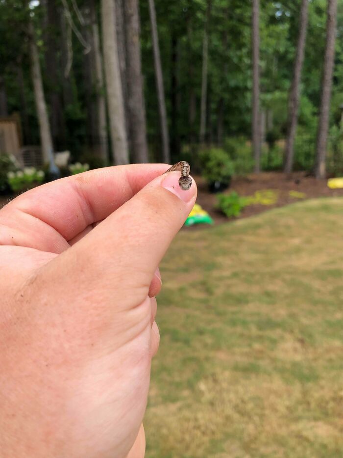 Smol Northern Brown Snake