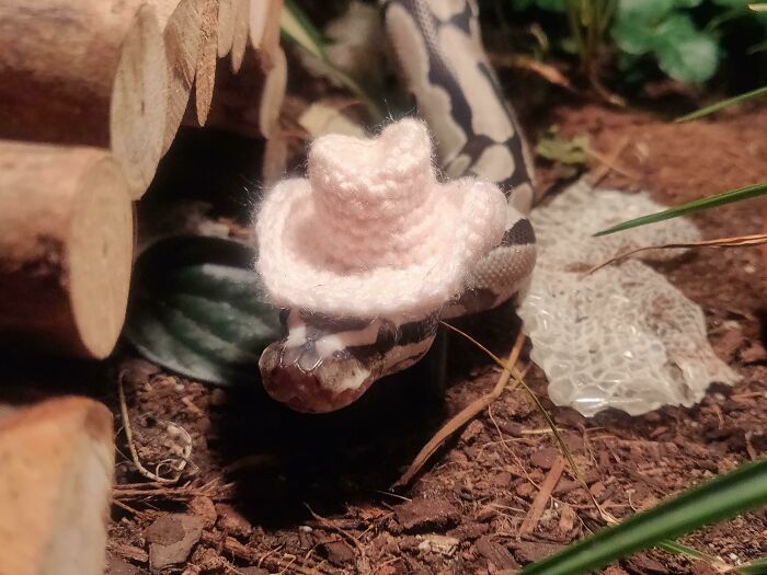 Well Howdy Y'all! - Naava, Wearing A Fluffy Pink Crocheted Snake-Sized Cowboy Hat