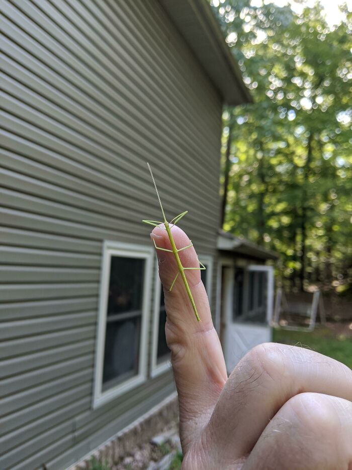 A Freshly Hatched Walking Stick! So Cute And Still Soft
