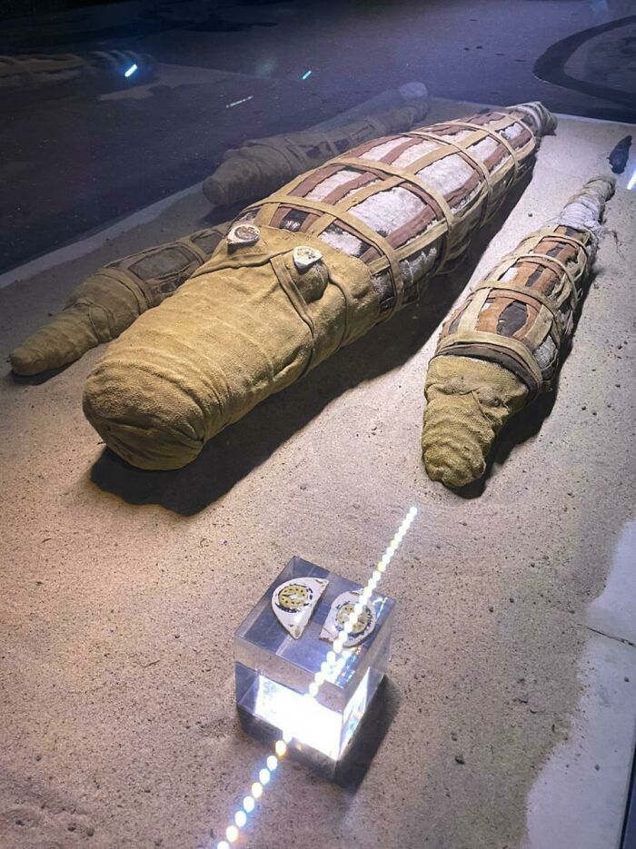 My Brother Went To Egypt And Saw Some Mummified Crocodiles