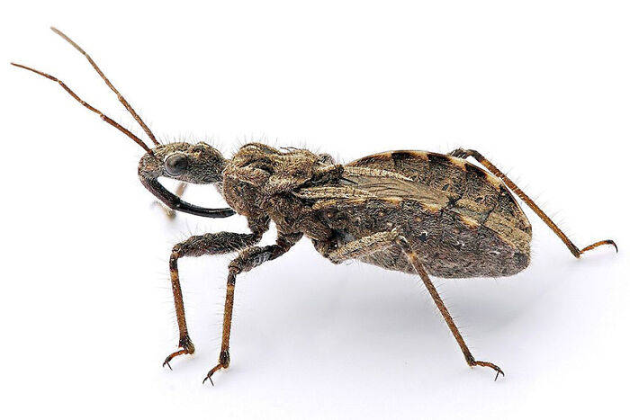 The Assassin Bug Uses Its Straw-Like Mouth To Inject Prey With A Toxin That Liquifies Their Insides, Which It Then Sucks It Back Up Through Its Straw Mouth