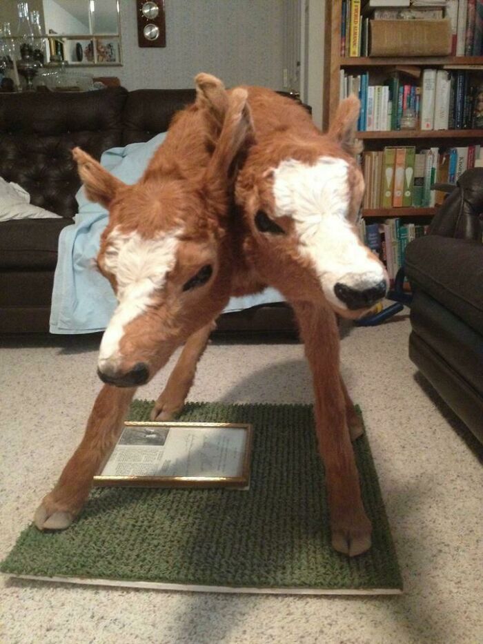 One Of My Grandpa’s Cows (He’s A Rancher) Gave Birth To This Two-Headed Fella Back In The 1980’s. The Calf Lived For Less Than Ten Minutes, But Have No Fear. Grandpa Took It To A Taxidermist