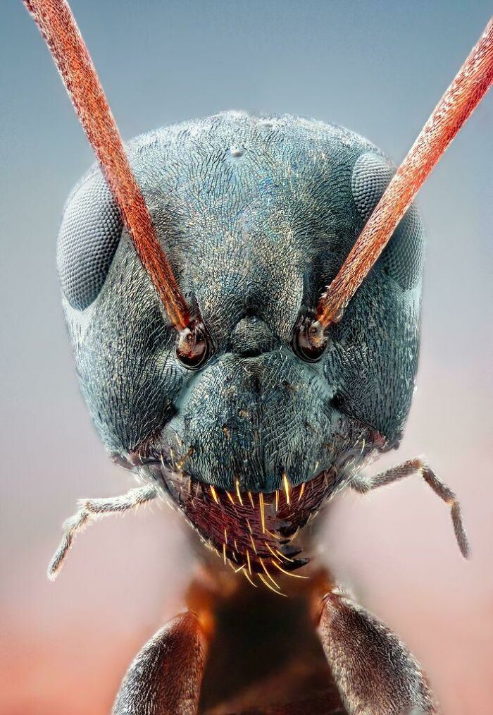 Acercamiento de una hormiga