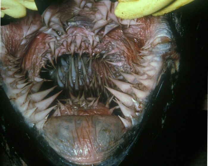 La boca de una tortuga laúd
