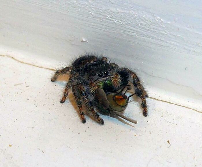This Is Frank, The Jumping Spider That Eats Our House Flies For Us