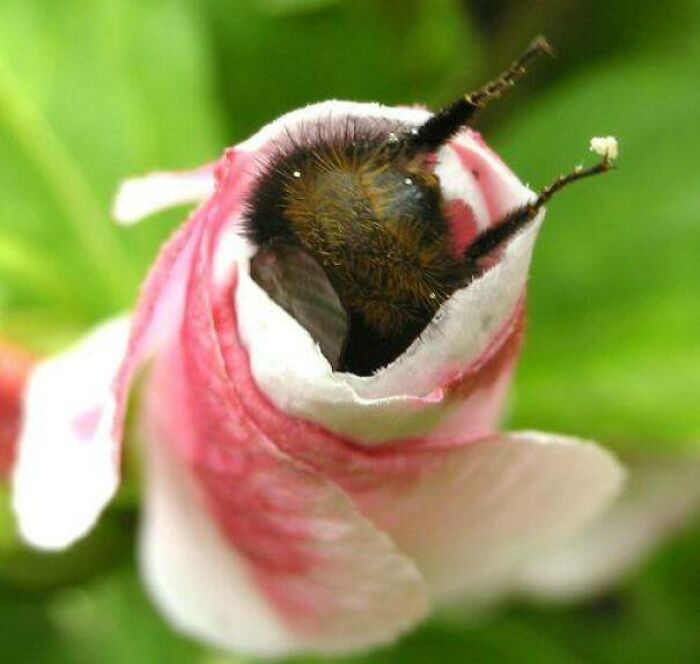 El trasero y las patitas de un abejorro asomando de una flor