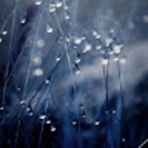 emily-rainbeetle avatar