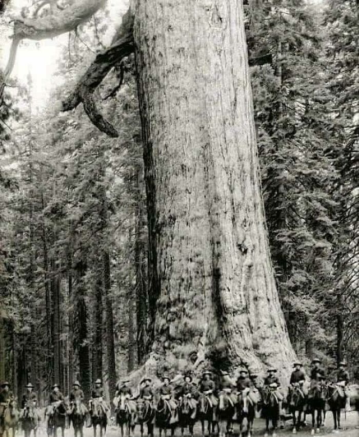 Soldados de la Caballería de EE.UU. posan frente a un árbol conocido como el "Gigante Grizzly" de 1900. El árbol sigue en pie