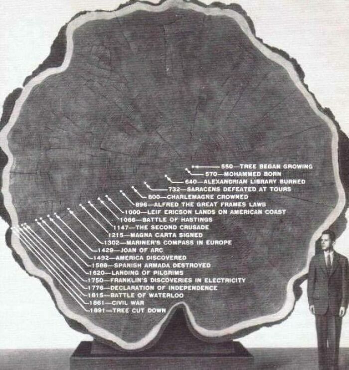 1300 Years Old Tree, Cut Down In 1891. Note The Events Correlated With The Tree's Circles