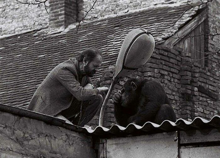 Negotiation Between The Zoo Director And Escaped Chimpanzee. Belgrade, Yugoslavia, 1988