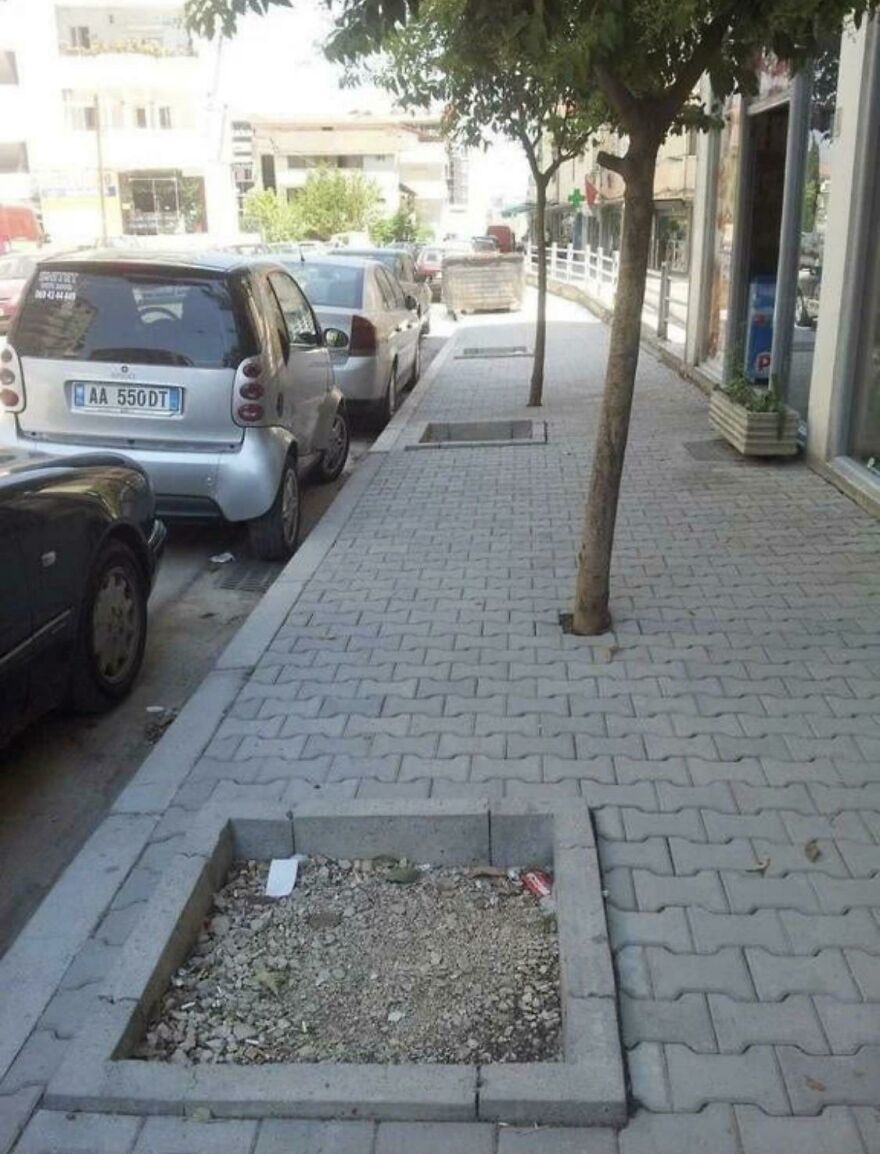 Planted The Trees, Boss!