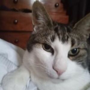 helenlouisesch avatar