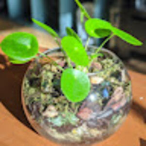 christinebaldry avatar