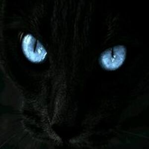 salmanjameer2652016 avatar