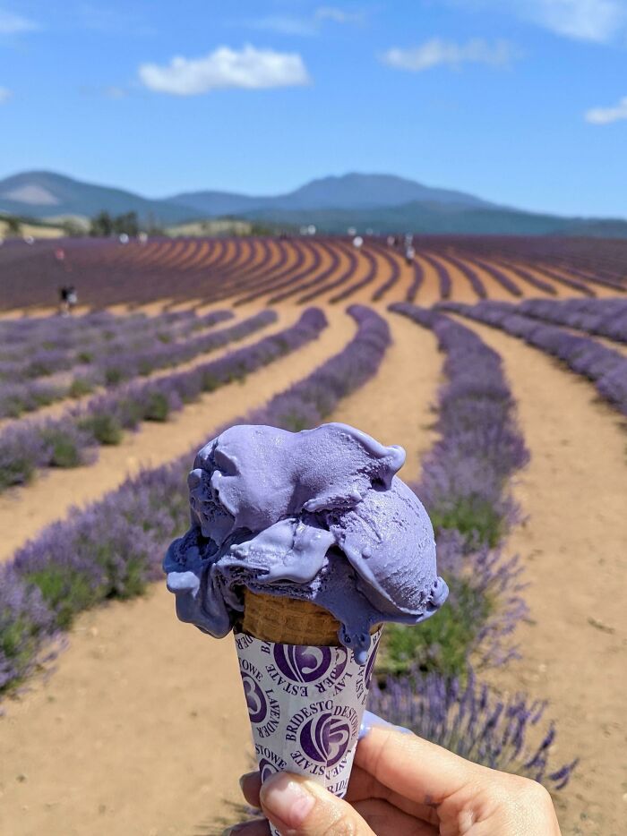 Lavender Ice Cream At Australia's Largest Lavender Farm