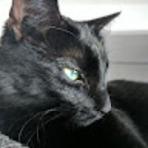 nolanchilderhose avatar