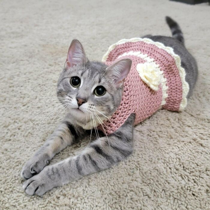 I Made My Cat A Dress For Her 1st Birthday!!