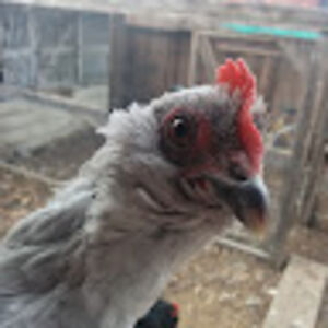 sidneylucas_1 avatar