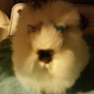 grumpybunny avatar