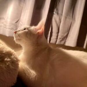 theresa_casareale avatar