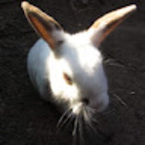 theturbulentadvocate avatar