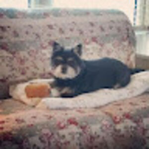 lisagawharris avatar