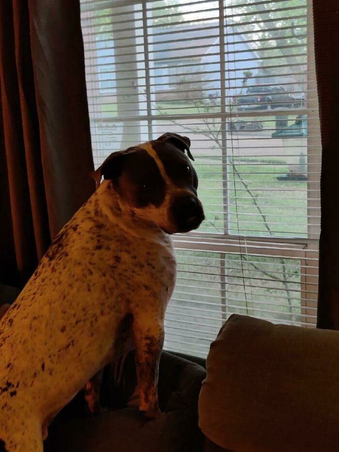 Brutus Augustus Watching The Birds And The Rest Of The Neighborhood
