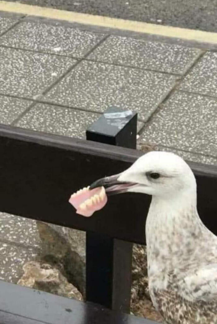 Prueba de que las aves tienen dientes