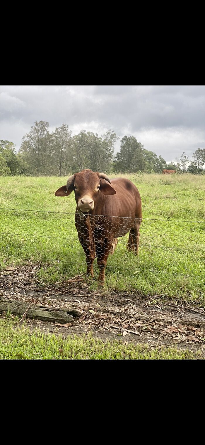 This Bull Was Mooing During My Sisters Wedding Vows 😂