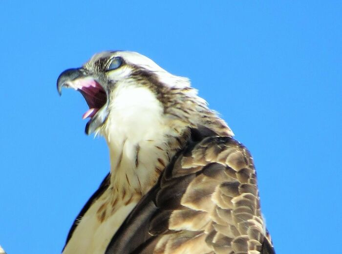 No estoy seguro si esta águila pescadora estaba estornudando o si estaba poseída. De cualquier manera, no es un buen aspecto