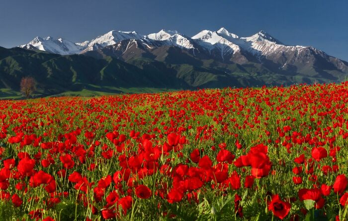 Tian Shan Mountains, Kyrgyzstan