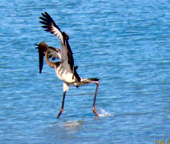 Jabiru To Start