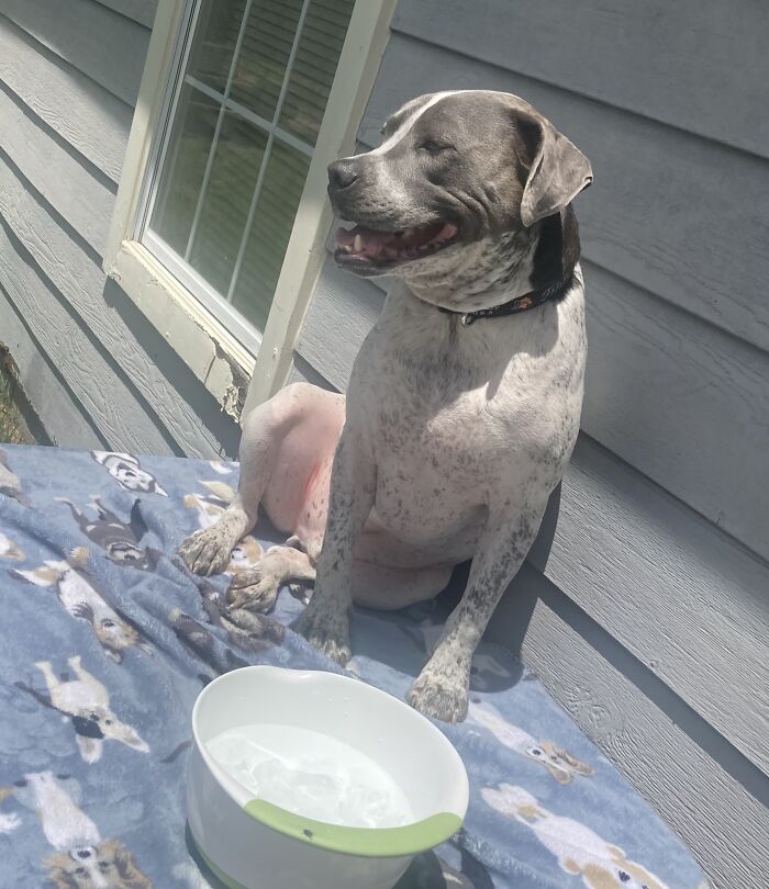 Brutus Augustus Enjoying Our Cookout With His Own Blanket To Protect Him From The Hot Glass Table And A Big Bowl Of Ice Water