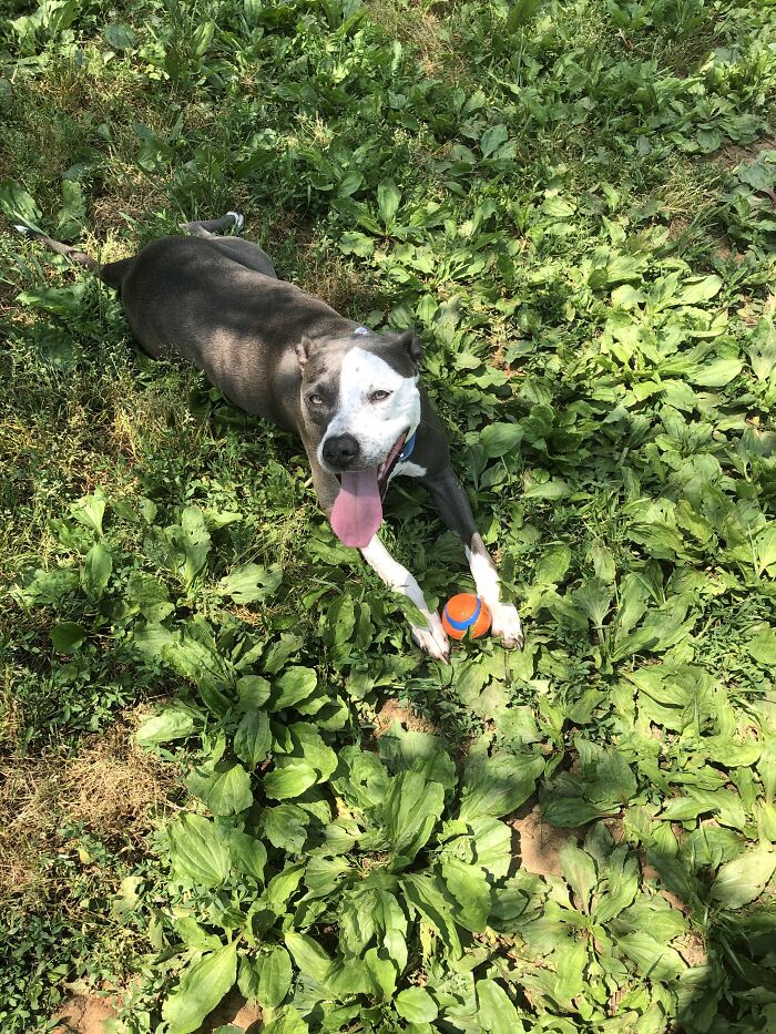 Playing Fetch With My Valley Girl