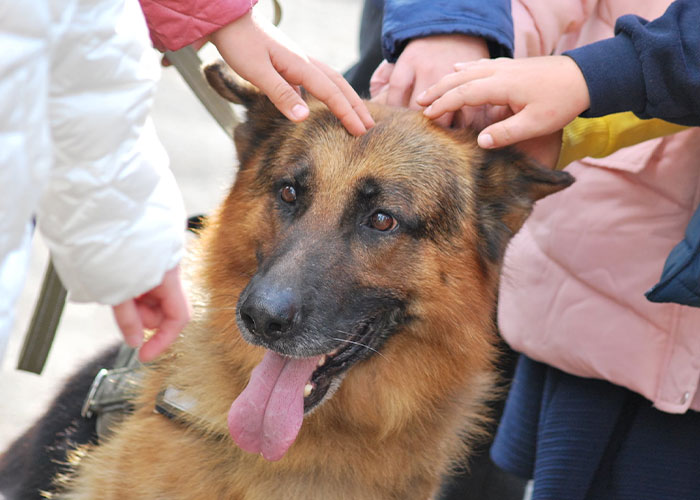Dog Abandoned By Russian Troops Finds New Owners Within The Ukrainian Army Dog Abandoned By Russian Troops Finds New Owners Within The Ukrainian Army