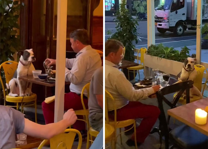 3.8M People Have Adored This Video Of Man Having The Sweetest Dinner Date With His Dog 3.8M People Have Adored This Video Of Man Having The Sweetest Dinner Date With His Dog