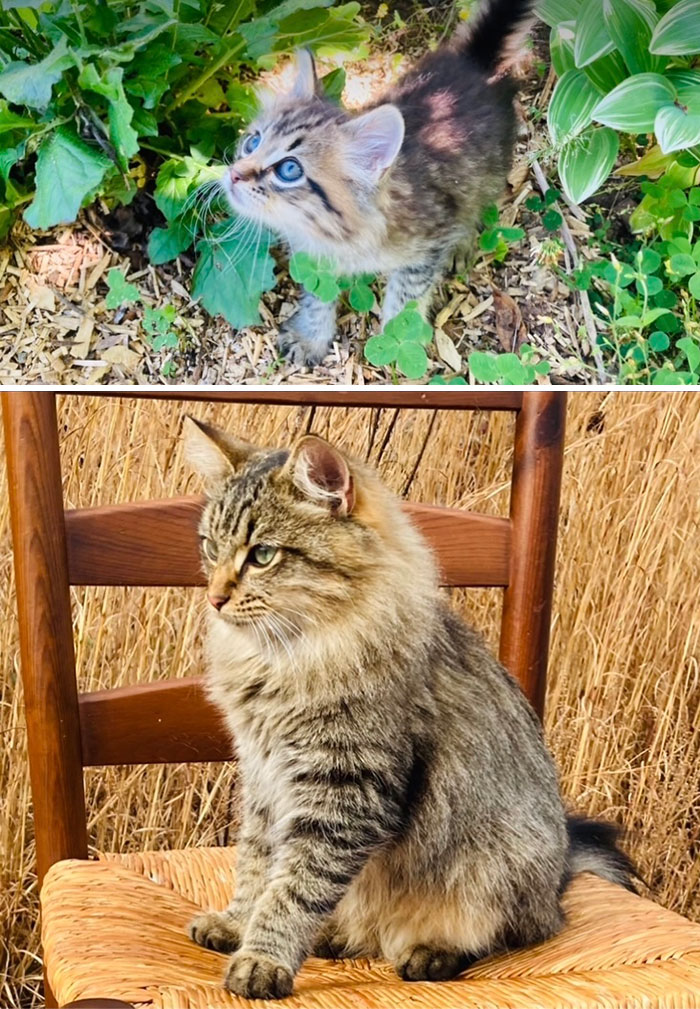 Twig - A Tiny Little Kitten In May, A Majestic Floof In December