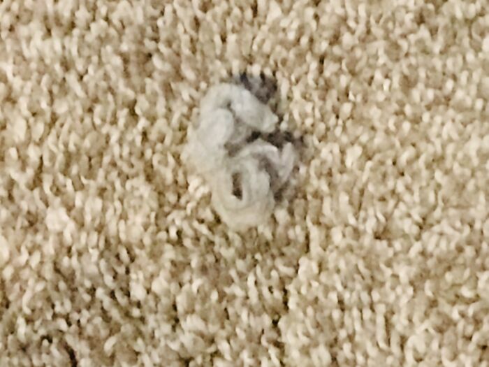 My Little Sister Once Glued Lint To The Floor.