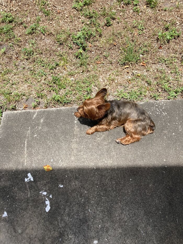 Winston Enjoying The Florida Sun
