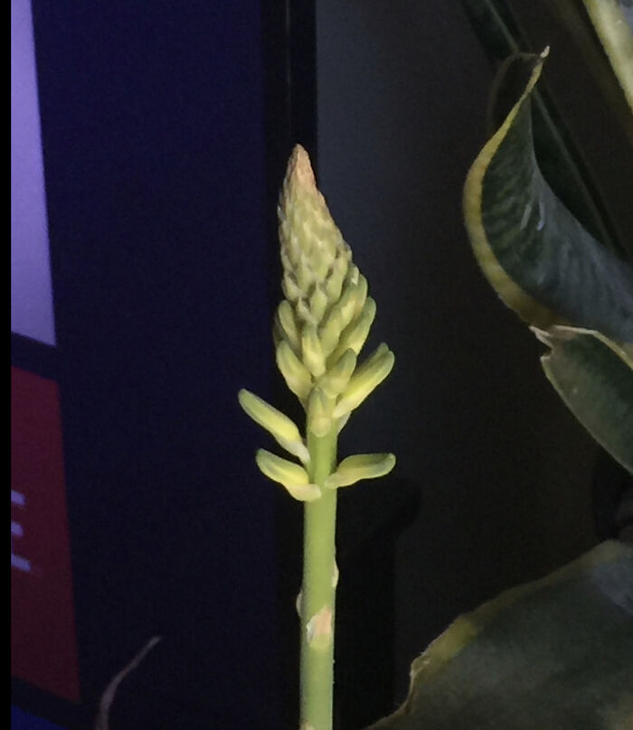 I Have A Aloe Plant That Started Teeny Tiny And Now It’s So Big I Can Barely Move The Giant Planter It Is In. Then It Grew A Looong Flower. I Didn’t Know Aloes Grew Flowers.