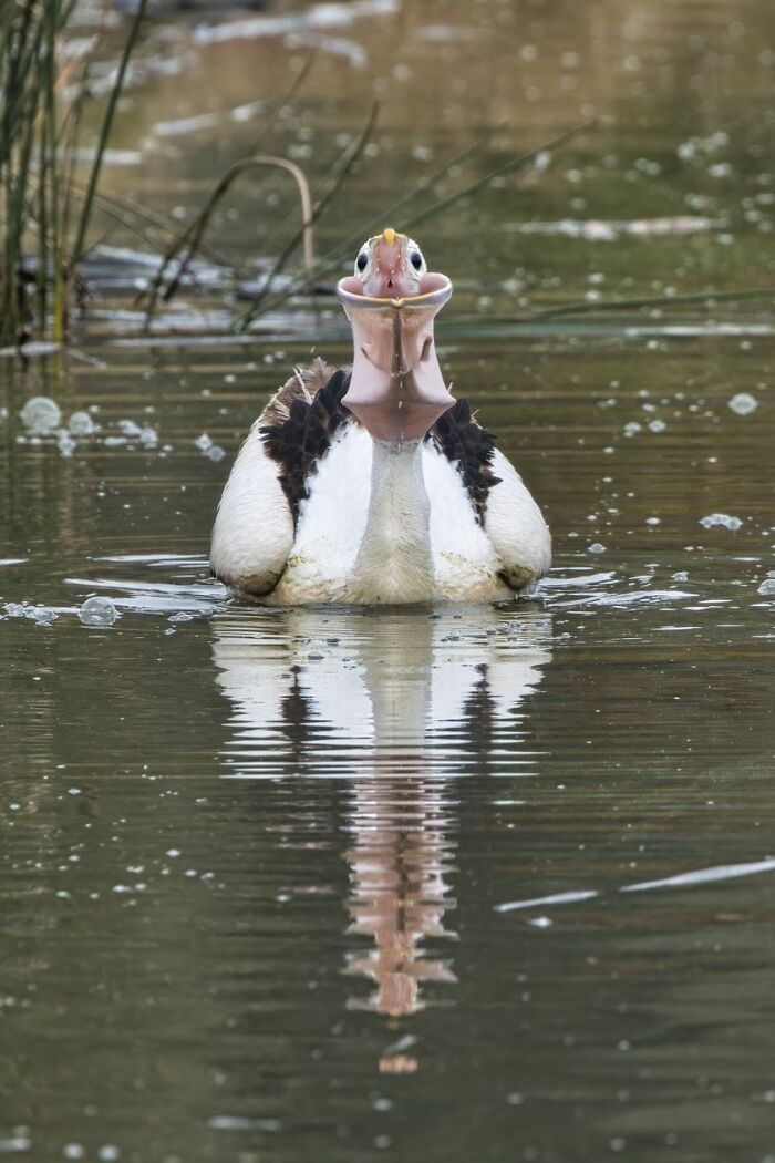 Pelican...but It Sort Of Gulped At The Wrong (Right?) Time