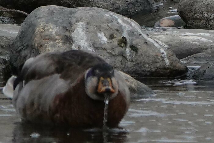 "Out Of Focus" Mallard Pouring Water Out Of Its Mouth. "In Focus" Rock Covered In Guano. Do I A Get Double Crap Points?
