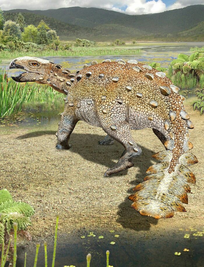 A Chunky Lil Dinosaur 😄 Its A Newly Discovered One Called Stegouros And He’s Adorable I Want One 🥺