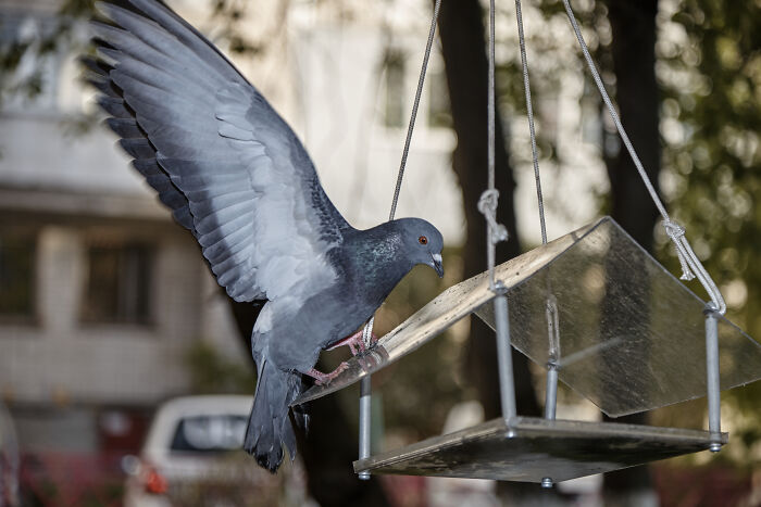 A Photographer Working At An Altitude (36 Pics)