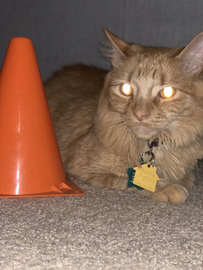 My Cat Sometimes Is Creepy, But I Can’t Think Of Much Of Anything Else