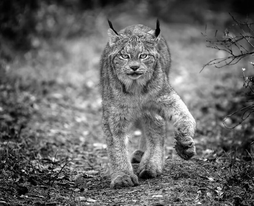 Wild Lynx On The Prowl © Mark Duffy