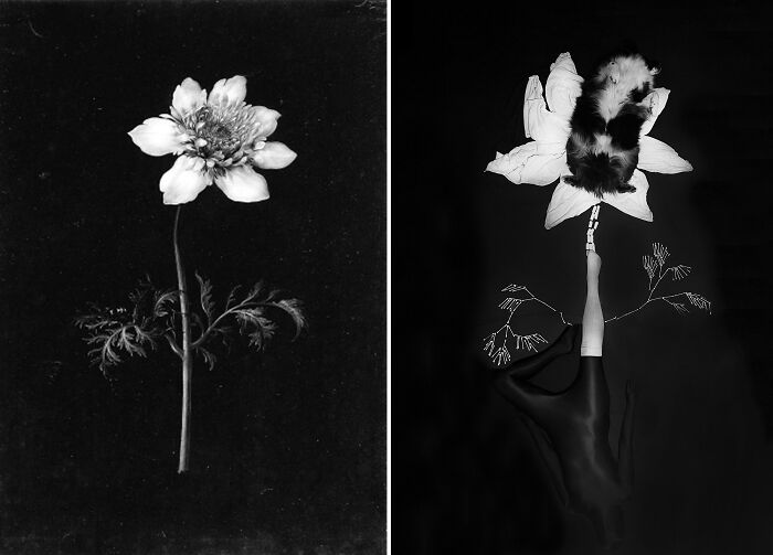 Clematis With A Bee, S.d. By Margaretha Barbara Dietzsch vs. Clematis Without A Bee, 2022