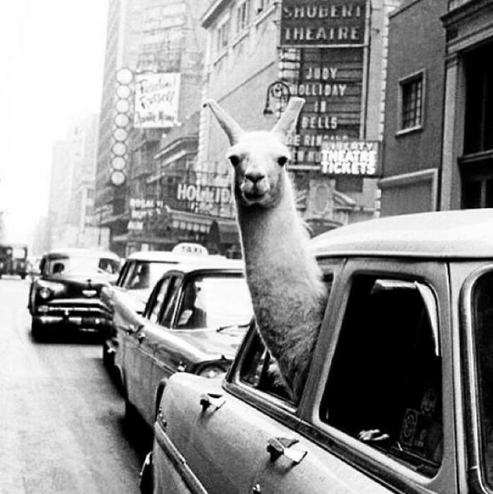 A Llama In Times Square, 1957