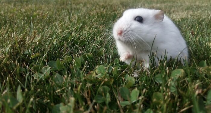 My Hamster Died Around A Year Ago. His Favourite Place To Be Was In The Front Yard. Rip Marshmallow