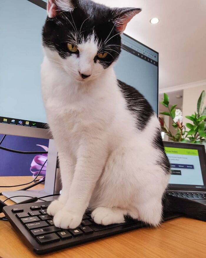 We Need To Talk. I Think The Ratio Of Working And Petting The Cats Is Way Off. So I'm Gonna Regularly Sit On The Keyboard To Balance Things Out A Bit Better